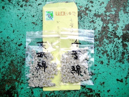 封筒と一緒に届いた2種類の綿の種（千葉綿・天城綿）