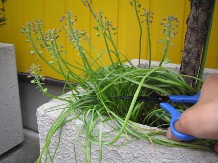 花が終わった植え込みの植物をハサミで剪定中