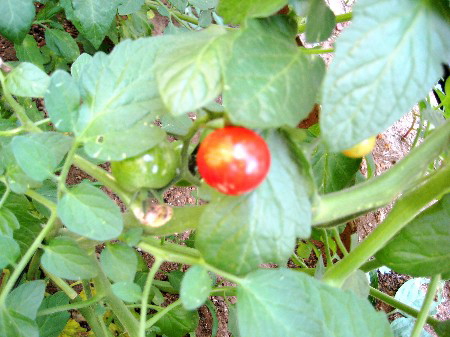 葉に囲まれて実る赤く色づいたプチトマトの様子。