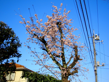 早咲きの桜が満開になった昼の風景