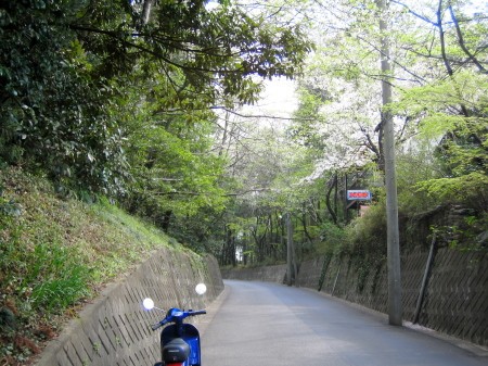 春の葉桜が続く道に停められた青いベスパの後ろ姿
