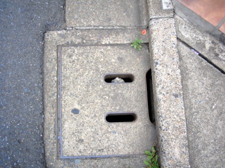 K.B.前の側溝に咲きかけているつぼみの様子