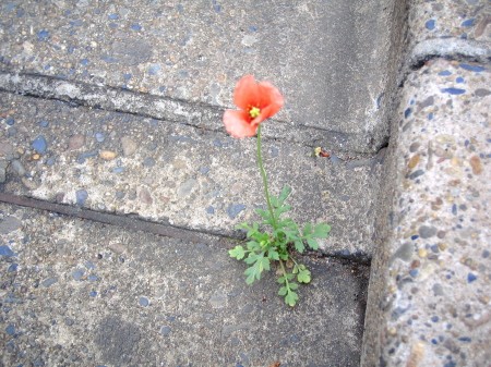 コンクリの隙間から咲いた赤い小さな花（開花直後）