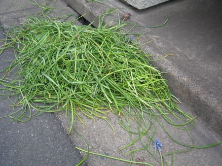 剪定後に地面に積まれた大量の草