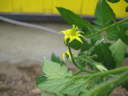 プチトマトの花が咲いている様子