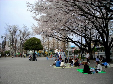 千代田公園でお花見を楽しむ人々の様子。桜の下でシートを広げて宴会中