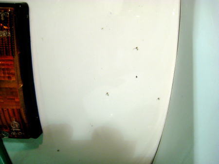 ベスパの白いボディに付着した無数の虫の跡