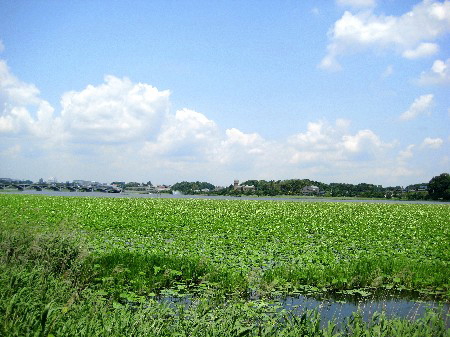 手賀沼沿いに広がる蓮の群生地