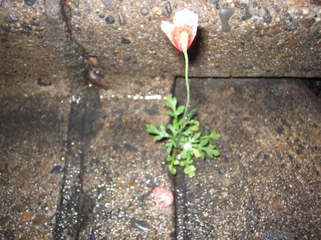 雨で花弁が落ち、残り2枚となった花の様子