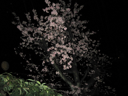 ライトで照らされた満開の夜桜