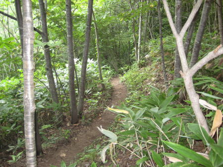 獣道のような細い山道を登る登山道