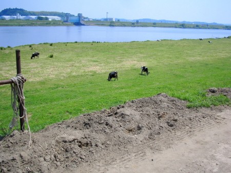 利根川河川敷の牧場で草を食む牛たち