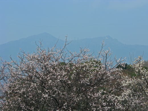 満開の梅越しに筑波山を望む風景。
