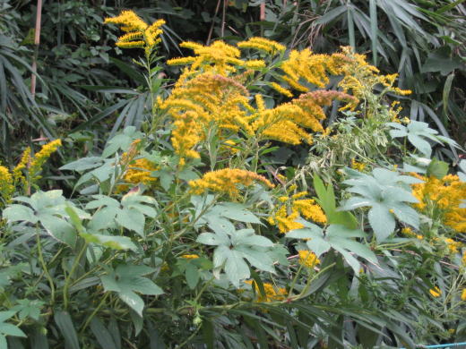 ブタクサの花粉症の原因となる黄色い花