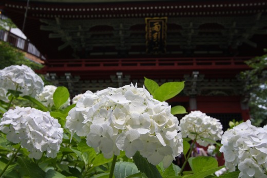 雨引観音の本堂前に咲く白い紫陽花の花