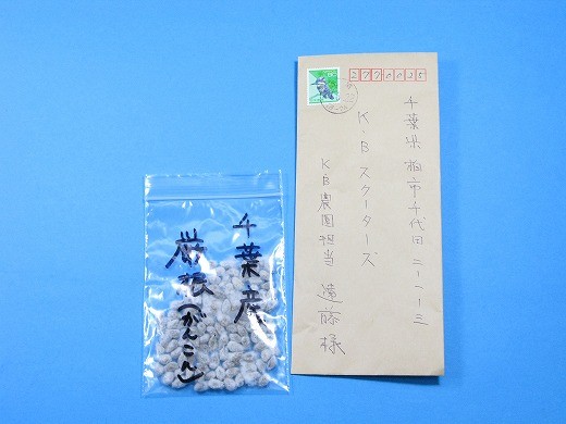 布団屋さんから届いた綿の種と手紙