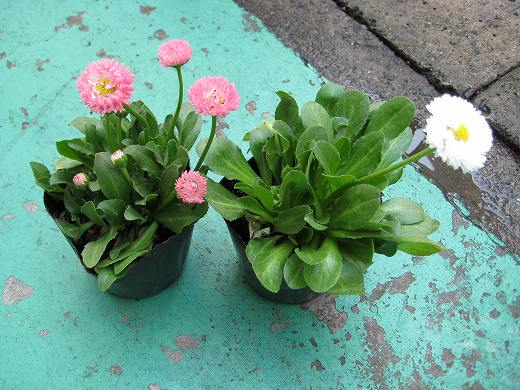 KBに届いたピンクと白の可愛らしい花の鉢植え