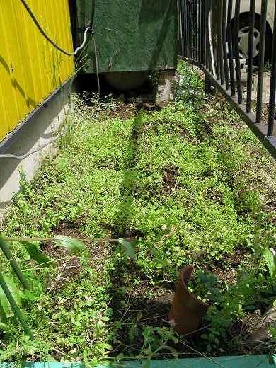 苗を植える前に整えられたKB農園の畑の土の様子。