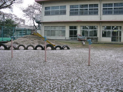 幼稚園の園庭に桜の花びらが敷き詰められた様子