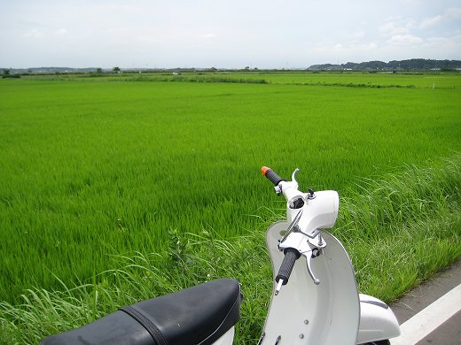 🌾田園風景の中、道路脇に停車したホワイトのベスパ