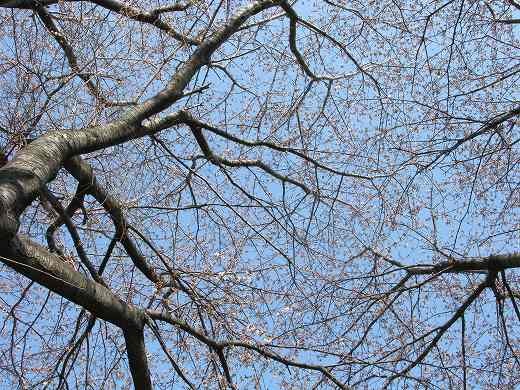 青空に映える桜の枝と咲き始めたつぼみたち