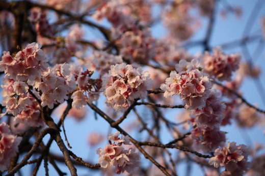 満開に咲いた桜の花のアップ