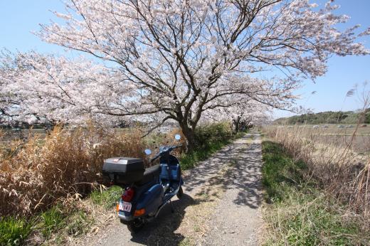 桜が咲き誇る小道を覆うように枝を広げた桜並木の風景