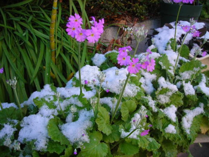 雪が積もった葉の上に咲くピンク色の花の冬景色