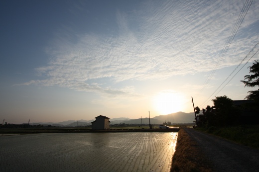 早朝の田園地帯、朝日と水田の反射が美しい農道の風景