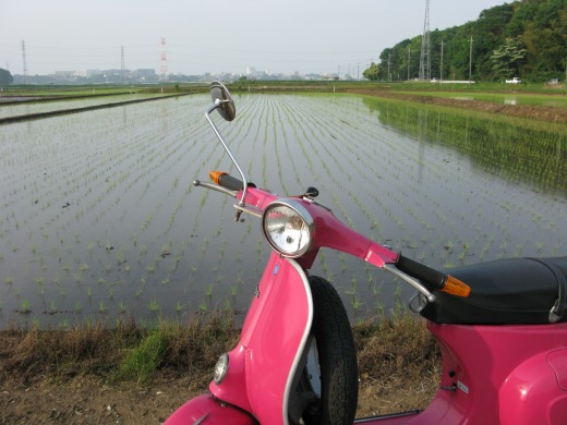田んぼの畦道で涼しげに佇むピンク色のベスパ