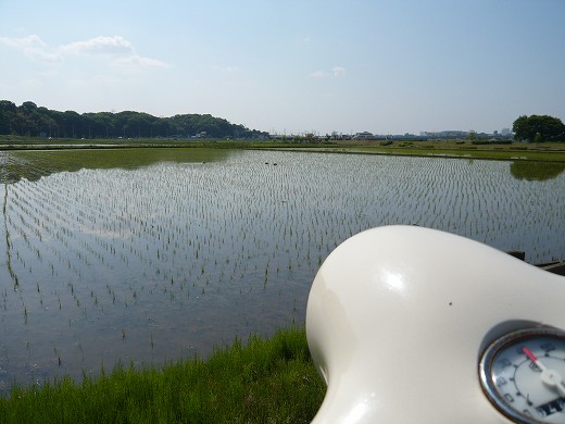 田んぼに水が張られた風景とベスパのハンドル越しの景色