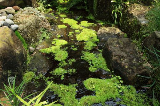 苔に覆われた石灯籠と雨引観音の境内風景