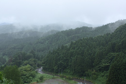 霧が立ちこめる杉林の山道。深い緑とカーブする道路が印象的。