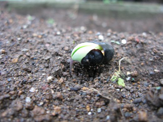 🌱 黒豆の種が発芽して土から顔を出した瞬間を接写した写真