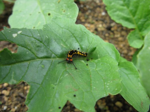 畑の大根の葉にいる黒と黄の毛虫