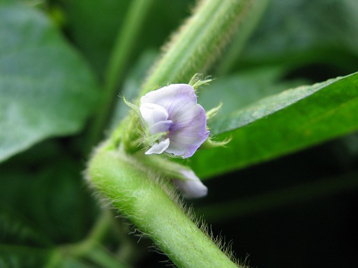 毛に覆われた茎に咲く薄紫色の小さな大豆の花。
