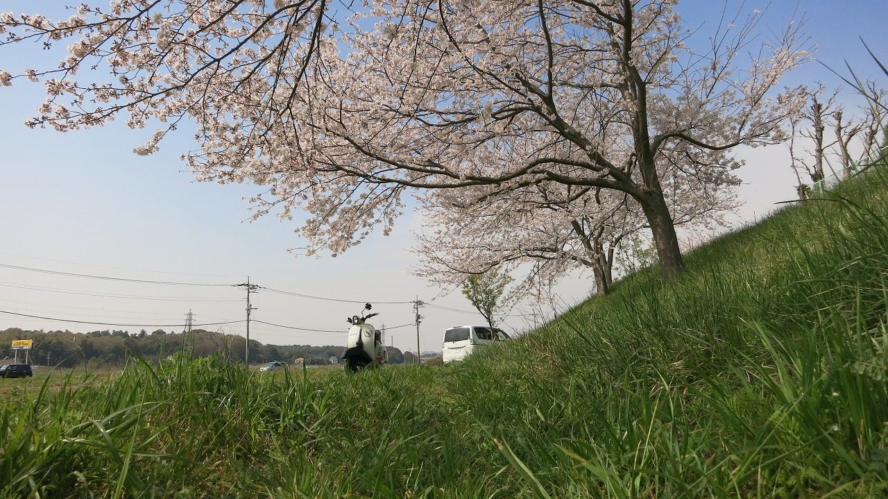 満開の桜並木と河川敷。青空のもとでのどかに広がる風景。
