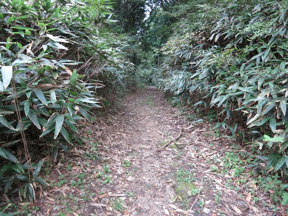 笹に囲まれた登山道を進む山道