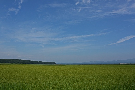 地平線まで続く広大な緑の田んぼと青空