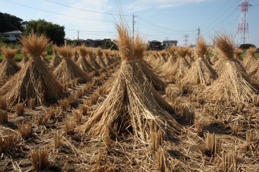 稲刈り後の田んぼに整然と並ぶ藁の束
