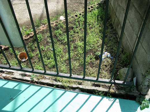 雑草が生い茂った状態のKB農園。手入れ前の様子。