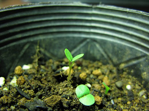 🌱 K.B.農園で発芽したバジルの芽をポット内から接写した写真