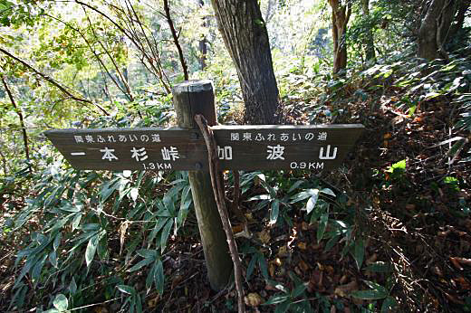 登山道の木製階段。木漏れ日が差し込み、秋らしい雰囲気。