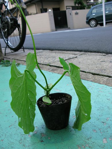 何の豆か分からないまま持ち込まれた苗。鉢に植えられている。