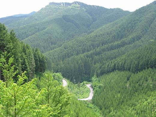 整備された天然林の中を走る山道