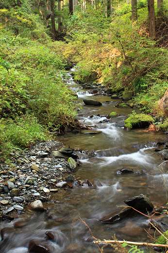 大久保沢に沿って流れる渓流と苔むした岩