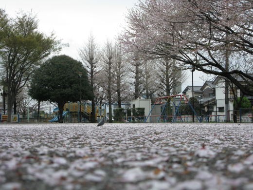 公園に桜の花びらが舞い散った静かな風景