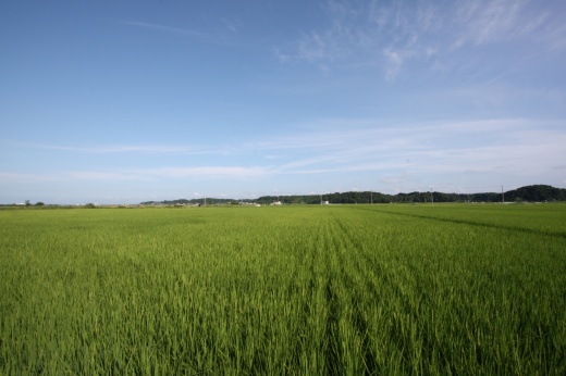 夏空の下に広がる稲の成長を心配する田んぼの風景