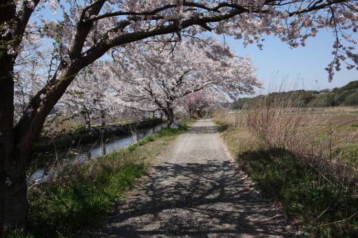 満開の桜並木と青いベスパ、田園の一本道で春を楽しむ一枚