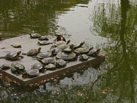 お堀の中の浮き台で日向ぼっこをする大量の亀たち